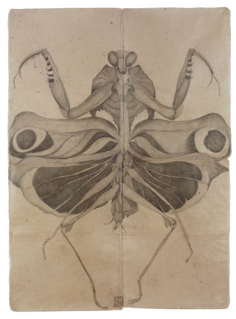 Giant Dead Leaf Mantis, 2012