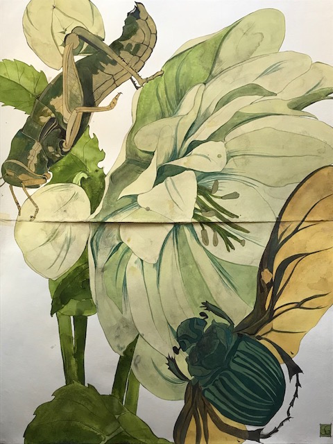 Helleborus foetidus, 2019