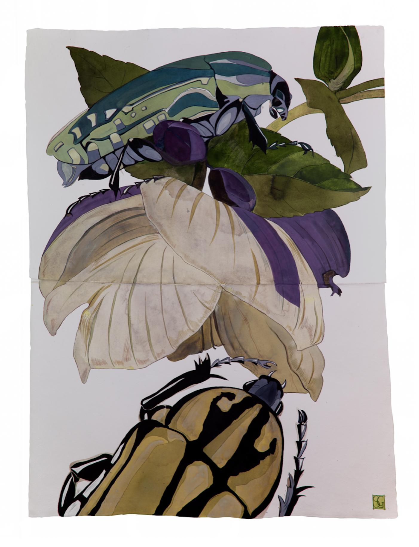 Helleborus lividus, 2019