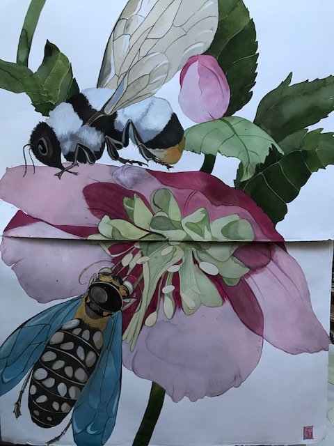 Helleborus orientalis ii, 2019