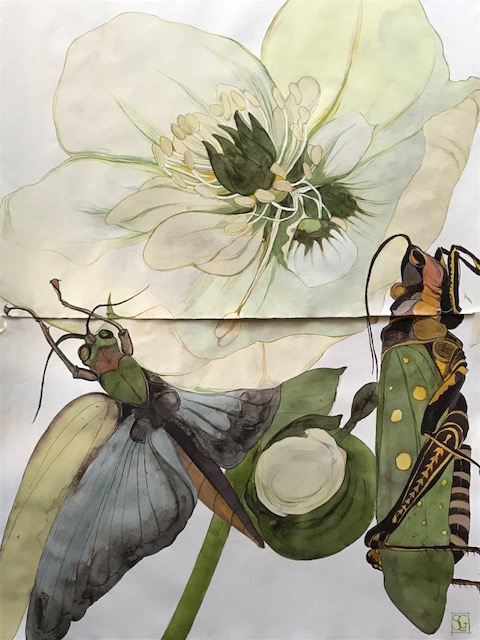 Helleborus x ericsmithii Marion White, 2019