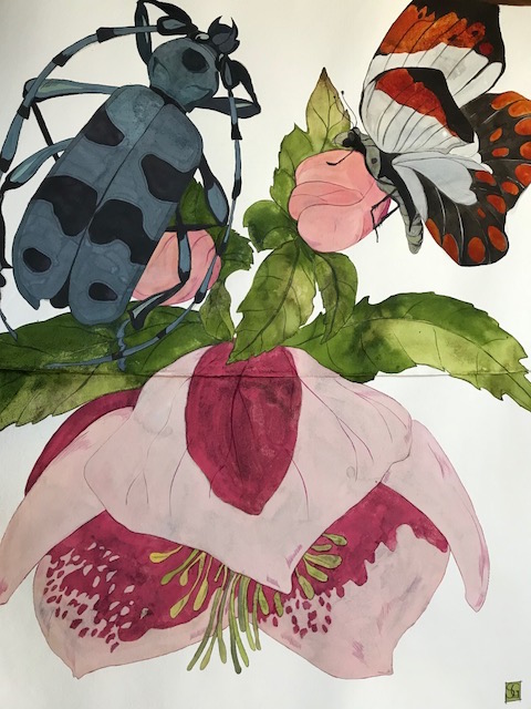 Helleborus x sahini Winter Bells, 2019