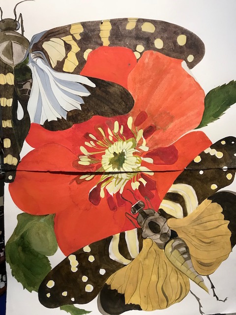 Paeonia Hillary, 2019