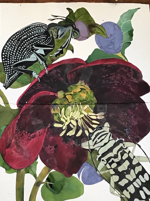 Paeonia Red Charm, 2019