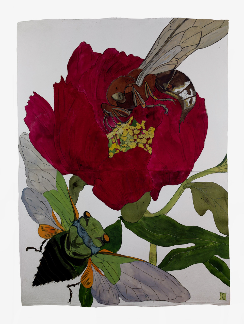 Paeonia Scarlett O’Hara, 2019