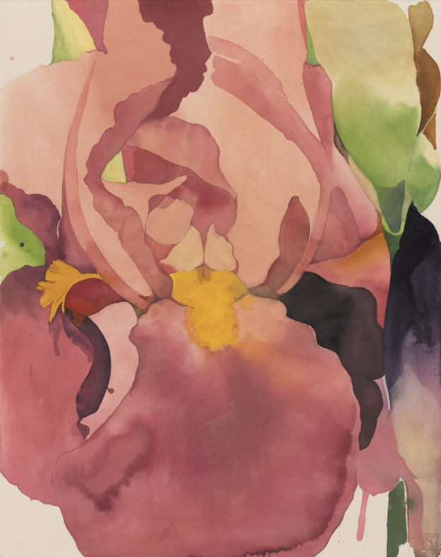 Sarah Graham - Bearded Iris (canvas) V, 2026